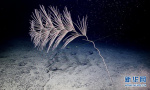 “科学”号在麦哲伦海山发现“珊瑚林”