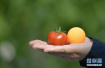 西红柿为何会出现“空心”对身体有害吗？