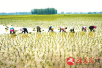 驻马店市正阳县30万亩稻田开始插秧