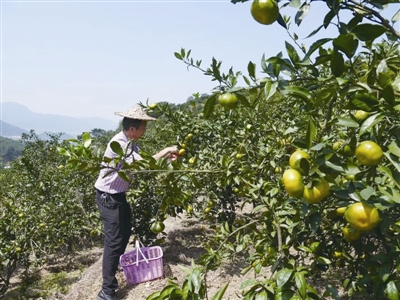 温州第一早柑橘明天就能摘了 十一将迎采摘高