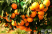 宁波象山优质柑橘结硕果 亩产最高达20万元