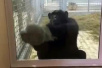 俄罗斯一黑猩猩爱干净 每天用抹布擦玻璃