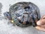 泰州一老人钓了只正在蜕壳的乌龟 脱落的龟壳呈透明状