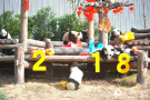 新生熊猫团子送祝福