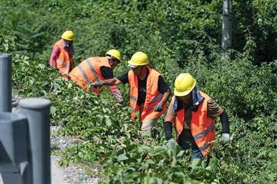 昨日，西五环，首发集团绿化公司的员工在高温下整理桥梁环路周边的绿化。新京报记者 陶冉 摄