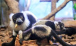 中国首例斑狐猴三胞胎在广州诞生，系马达加斯加特有珍稀物种