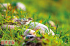 黄河湿地国家级自然保护区：10万只鸟的家园