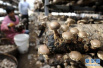河南清丰县：“蘑菇书记”的脱贫致富梦