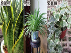 如何选择净化空气的绿色植物