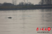 镇江豚类保护区　现20余头江豚戏水画面壮观