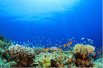 两种防晒霜成分或是珊瑚礁“杀手”，美国夏威夷议员建议禁售
