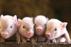 科特迪瓦北部出现非洲猪瘟疫情