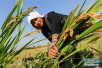 中国健康食品受关注　生态“虾稻米”丰收　