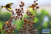 东营黄河口管理站首次跟踪调查记录鸟类21种