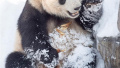 南京：大熊猫在雪地里“撒野”