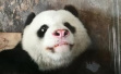 武汉动物园大熊猫疑遭虐待：将送回四川休养，涉事管理员停职