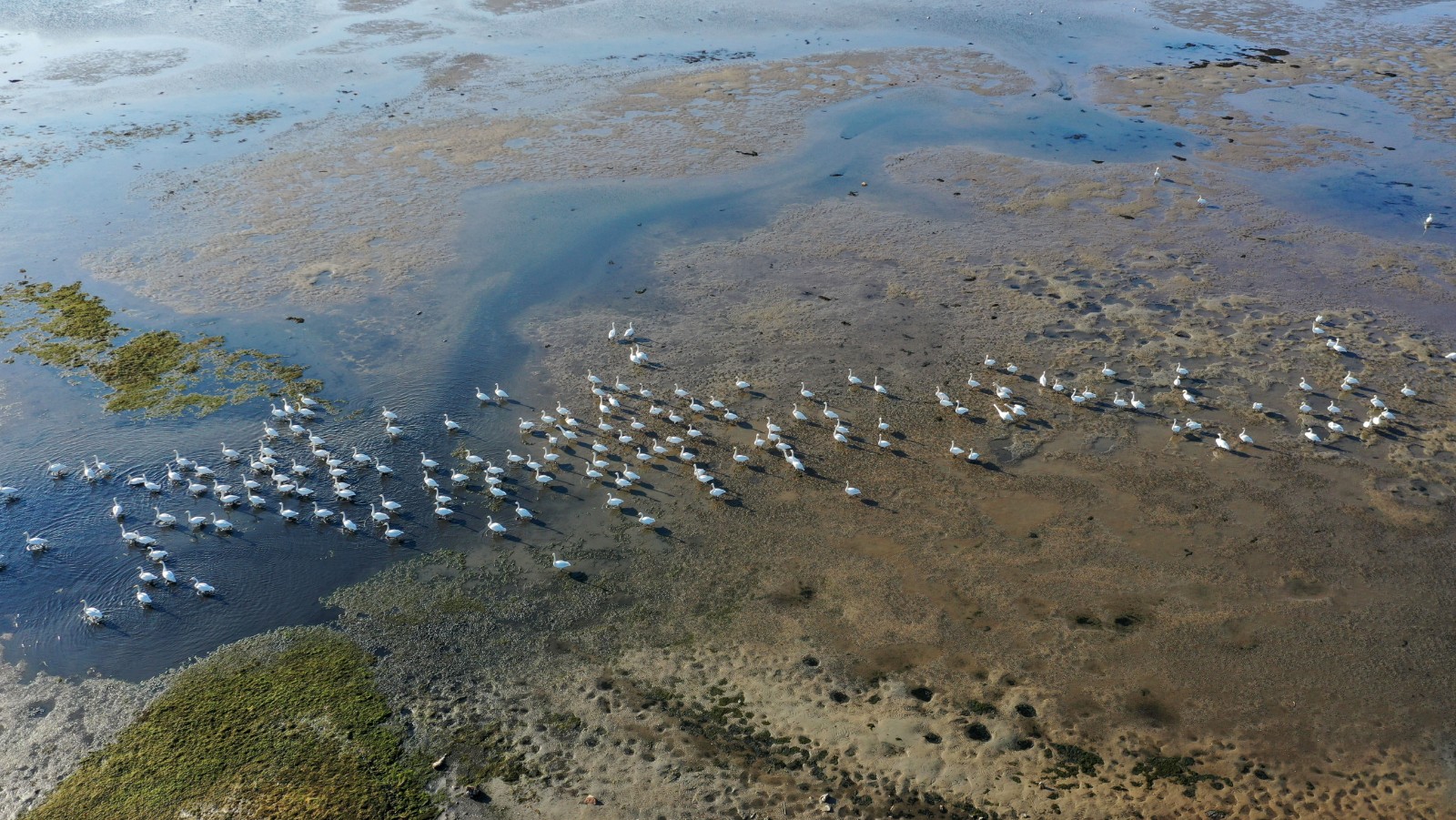 这是1月9日在荣成大天鹅国家级自然保护区拍摄的大天鹅（无人机照片）。 新华社记者 侯东涛 摄