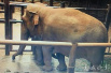 昆明动物园第13头亚洲小象已满月 出生时有60公斤