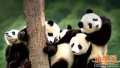 大熊猫国家公园体制试点方案公布 分布四川、陕西、甘肃三省