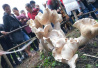 云南现高近1米重达百斤的野生蘑菇　还能吃