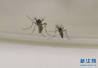 夏季蚊虫多　用花露水要避开哪些误区？