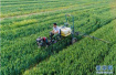 山东2018年农业（种植业）主推优质绿色高效技术模式