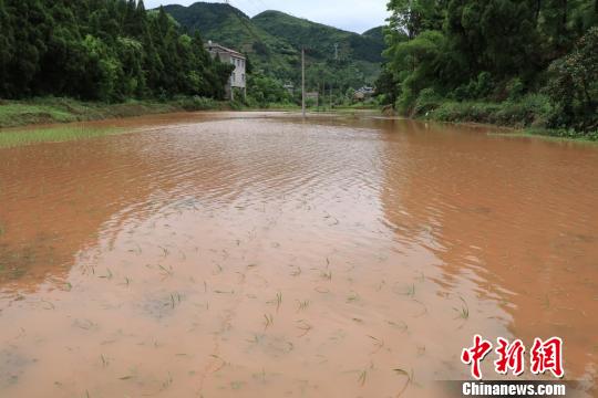 麻阳县一些新栽秧苗被淹。