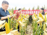 河南西華：玉米示范田里測產“測”出豐收底氣 