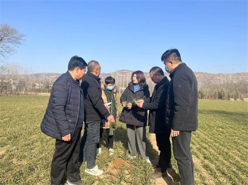 河南三门峡：农技专家深入生产一线 指导春季麦田管理