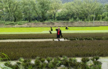 河南罗山：美丽“稻田画”打造乡村旅游新景观